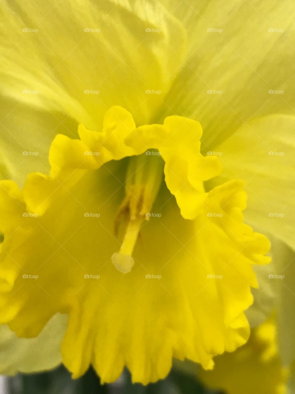 Yellow narcissus 