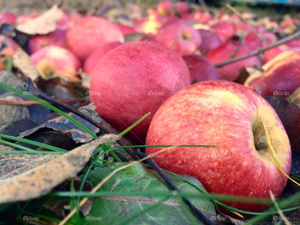 Red apples on the ground
