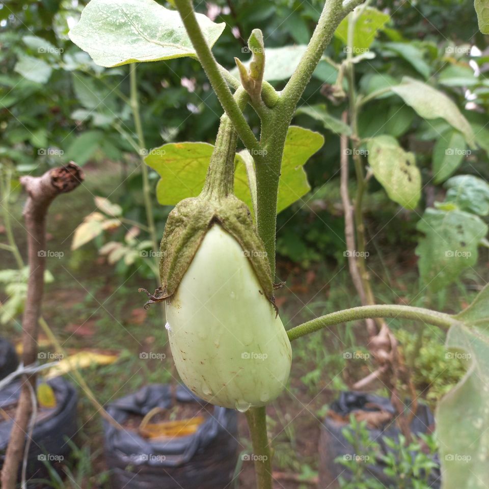 Eggplant plants planted in the yard of the house