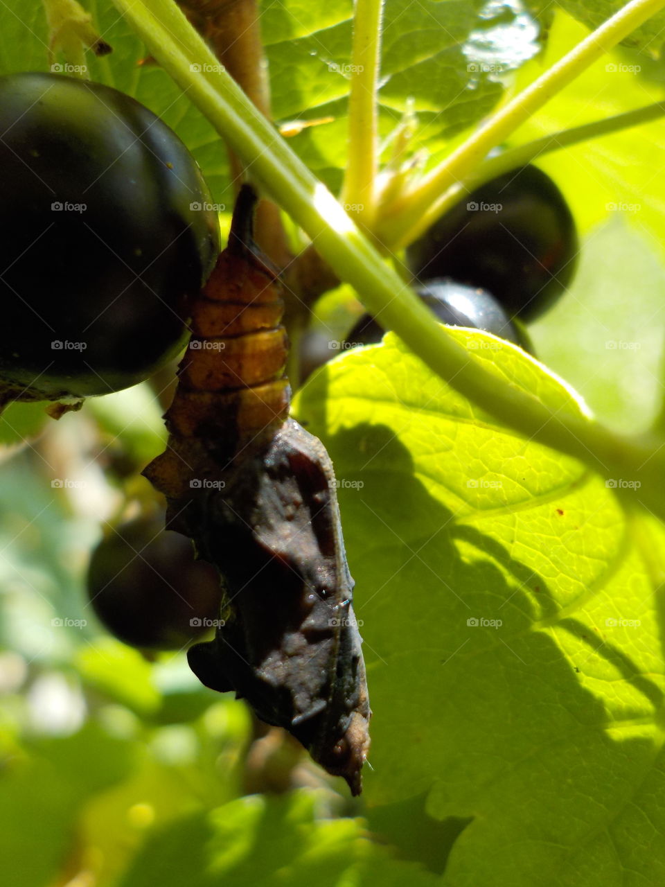 Trying to blend in with black currant 