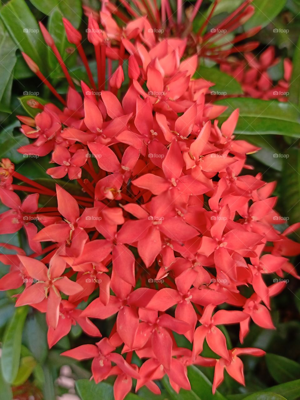 Beautiful Red Spike Flower