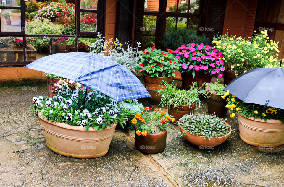 Plants, Flowers and Umbrellas