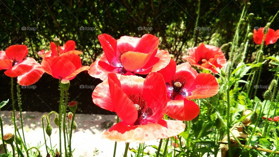 beautiful red poppy flowers or papaver somniferum