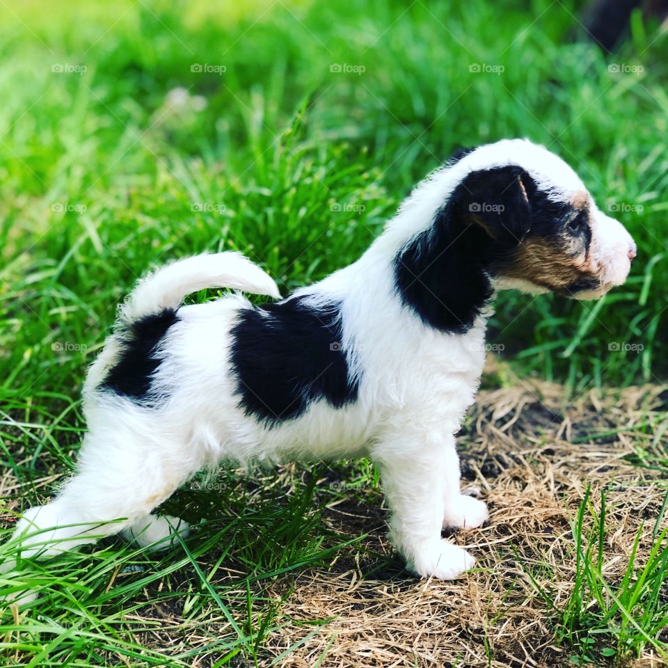 Cute little fox terriër puppy standing tall in the grass