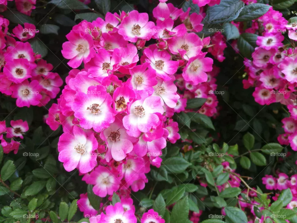 rose flowers