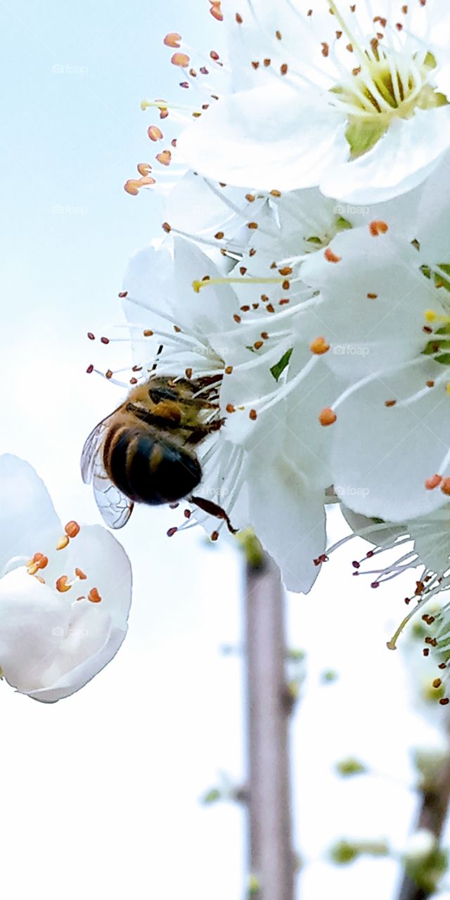 A bee Pollinating the white flowers