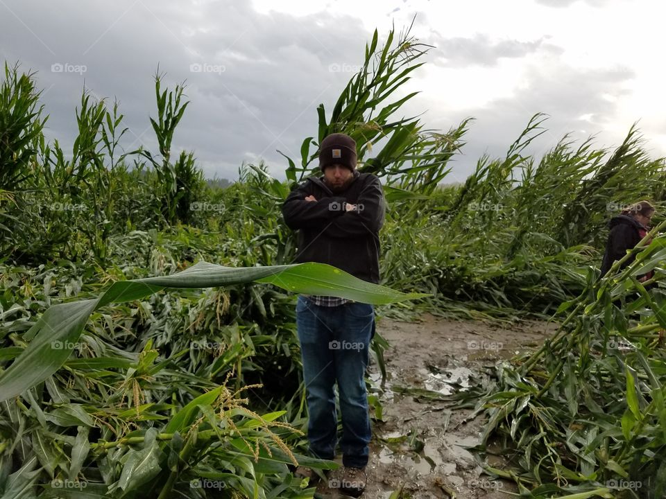 And the Corn Fell Down