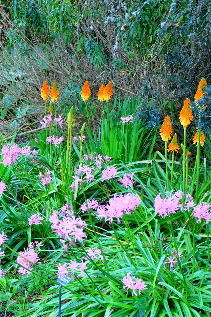 Orange Aloe bloom, pink Guernesey lily in front