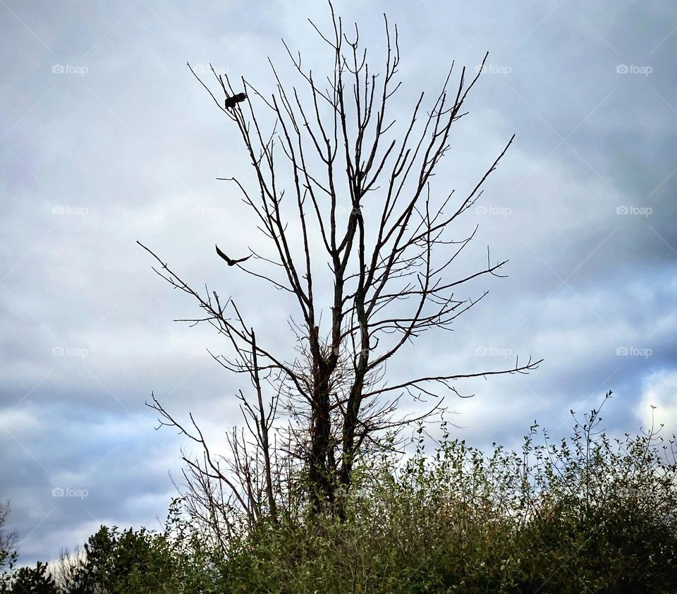 Crows on a small tree with no leaves under a gray cloudy sky and surround by green shrubs