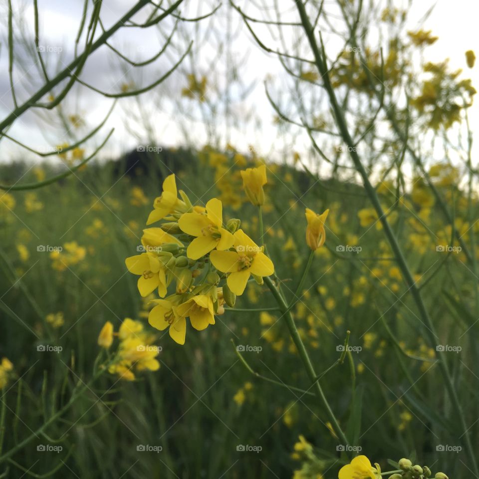Mustard flowers in Napa Valley