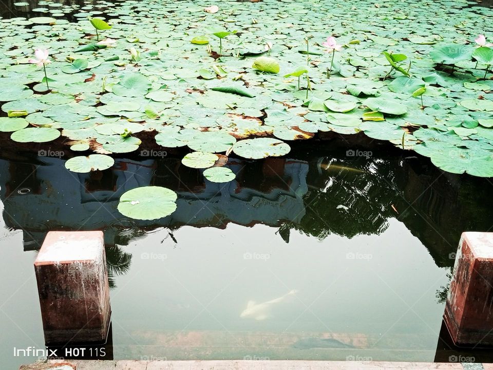 lotus with fish