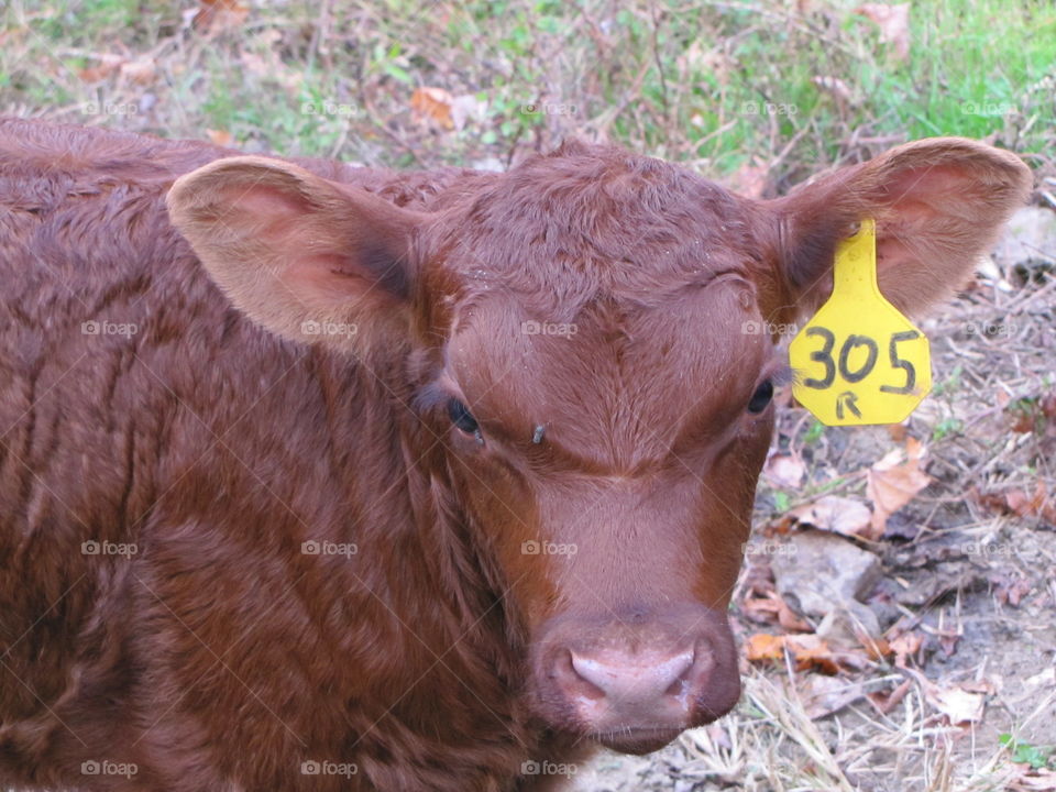 Red Poll Calf