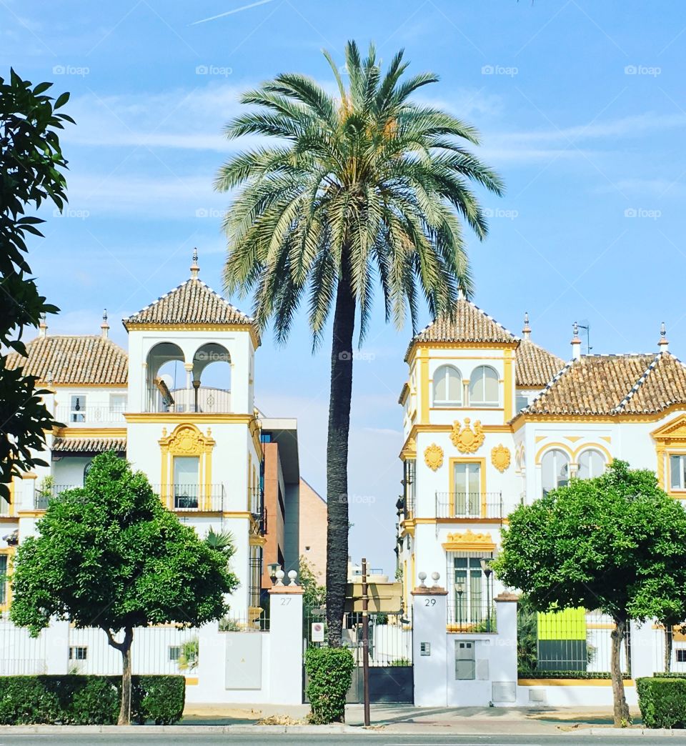 Palm Tree in the city of Seville Spain 
