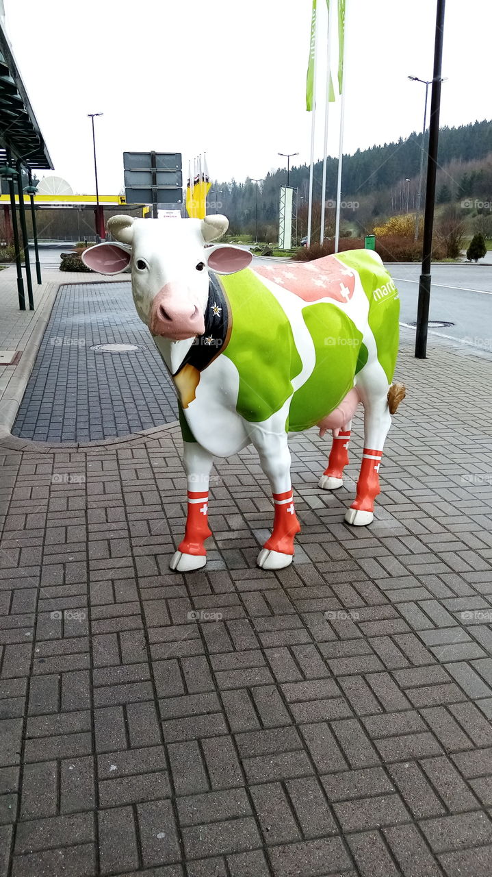 Cow