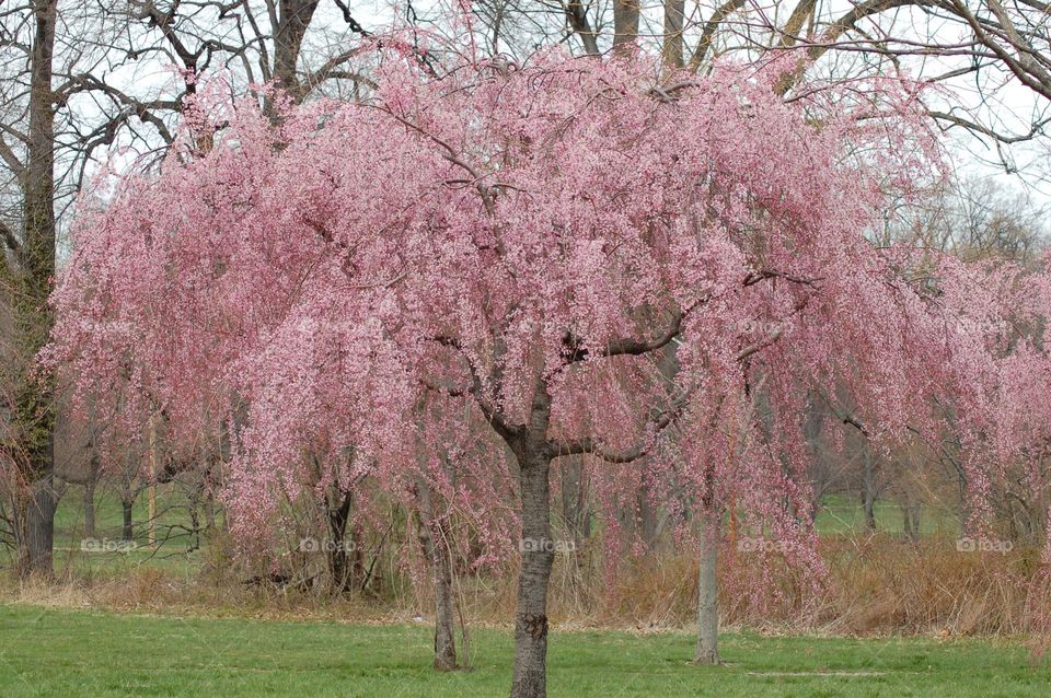 Weeping Cherry Blossom Tree. Weeping Cherry Blossom Tree