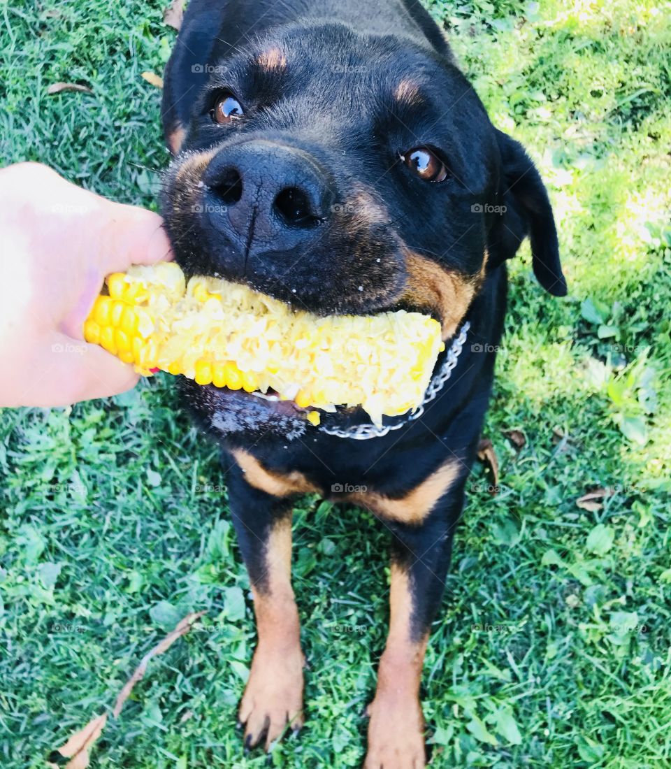 Hungry for corn