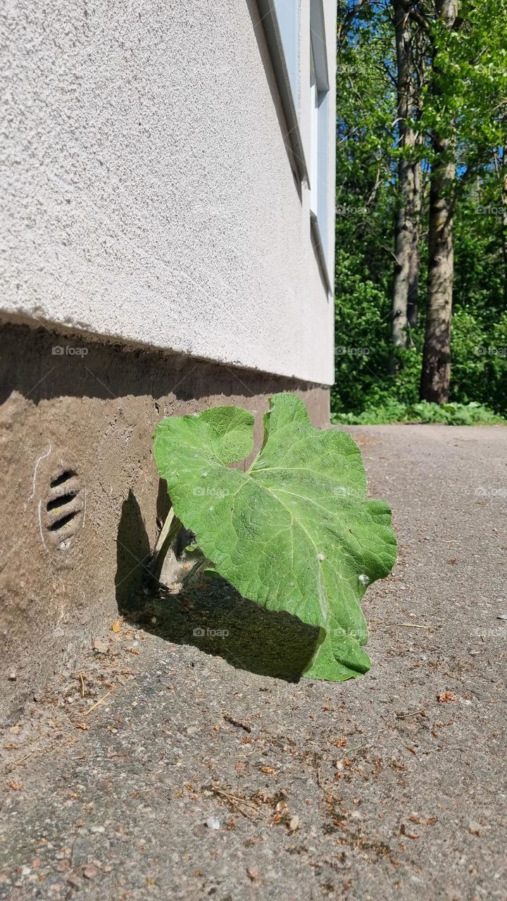 One lonely plant is trying to grow from the wall of a concrete apartment building