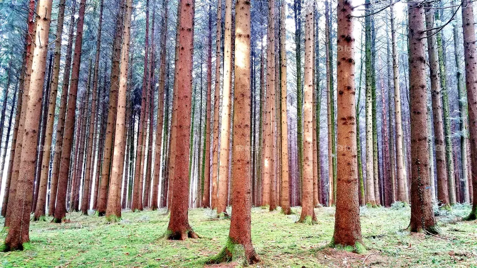 Wald
