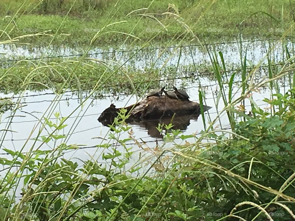 Turtles on a log 