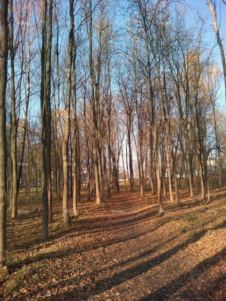 Wood, Tree, Landscape, Nature, No Person