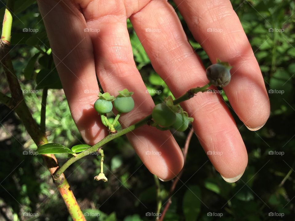 Holding blueberries on stem growing on plant unripe summer berry sustainable gardening photography 