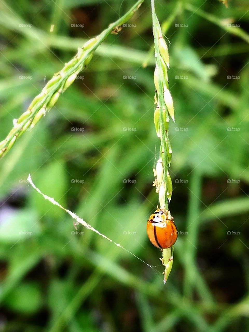 Beetles are eating grass