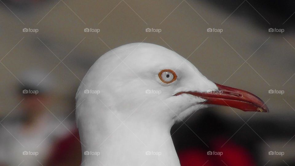 Seagull at Sydney Harbour.