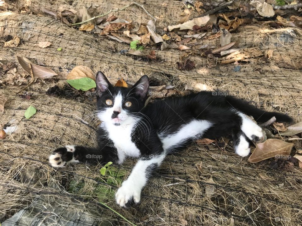 Black and white kitten looking up