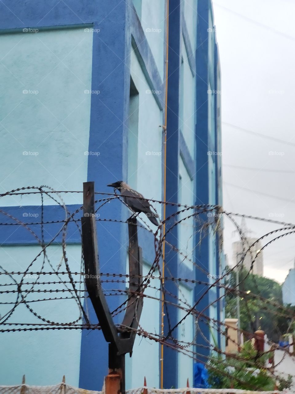 World Of Birds
Indian Crow
Black Beauty
Sitting on Boundry Fencing Overhang