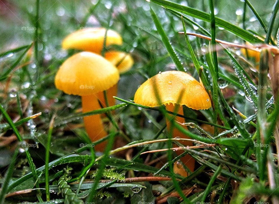 Three golden waxcap mushrooms on a bed of bright green grass with luminescent dew drops