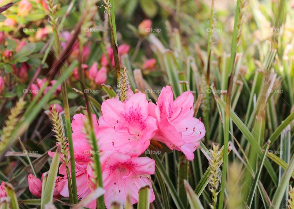 Close up of Rhododendron,  beautiful pink flowers in the grass. Springtime