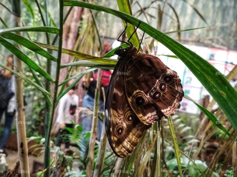Butterfly in the Wrocław zoo on the palm leaf