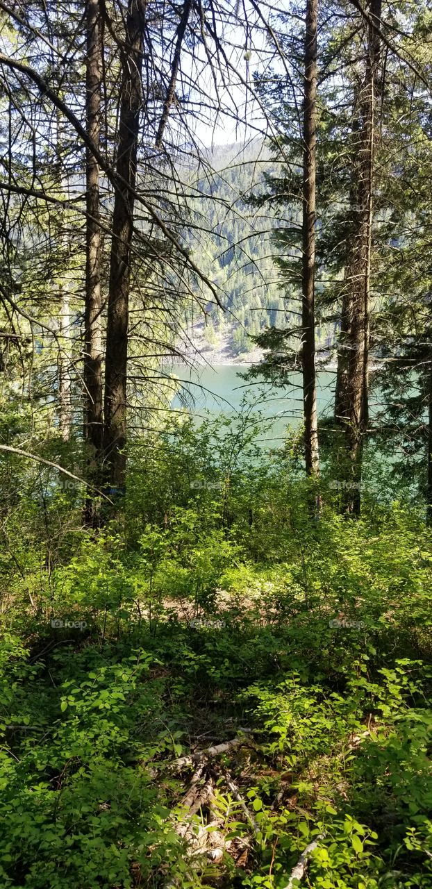view of lake water and hillside through trees in the woods surrounded by green foliage on a sunny spring day