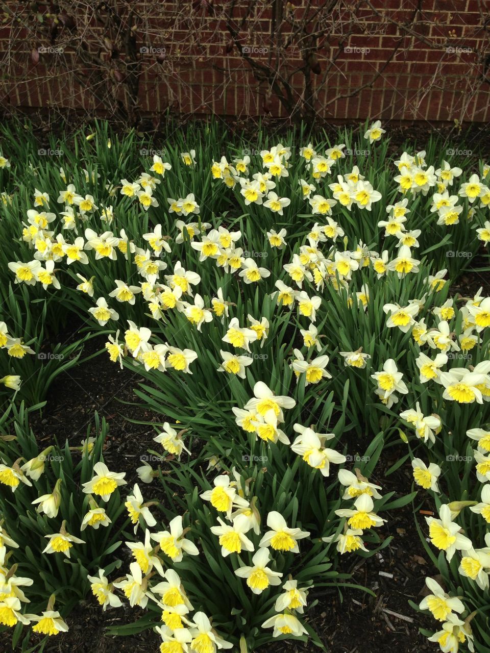 Daffodils