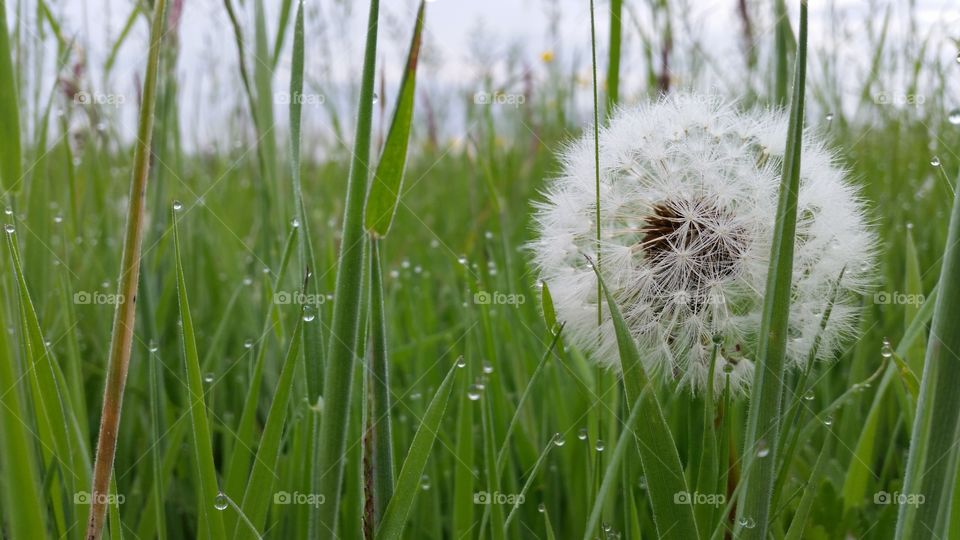Morning dew on grass