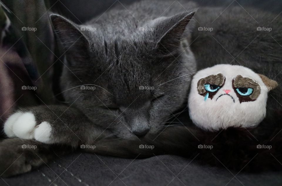 Cat sleeping whit her favorite toy