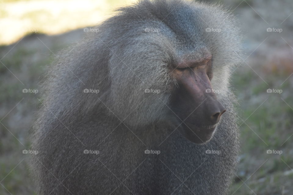 Baboon