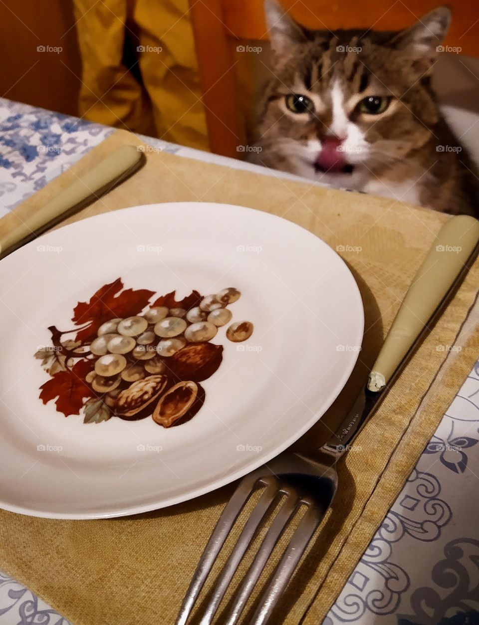 The cat licks its lips at the table.  Waiting for dinner.