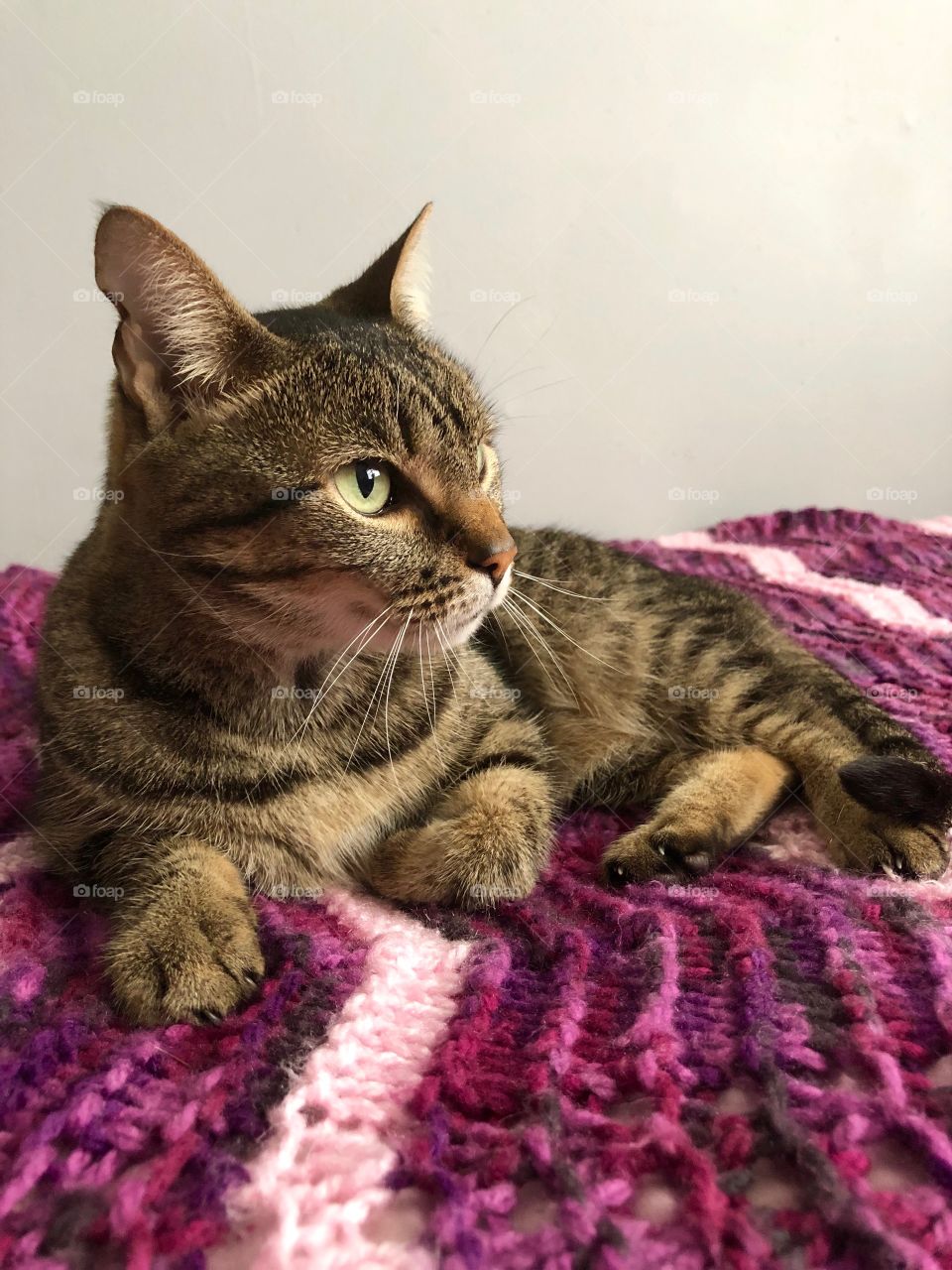 Tabby cat laying on a mauve purple blanket.