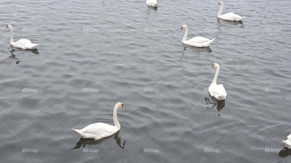 Swans