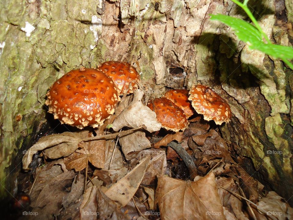 wild mushroom