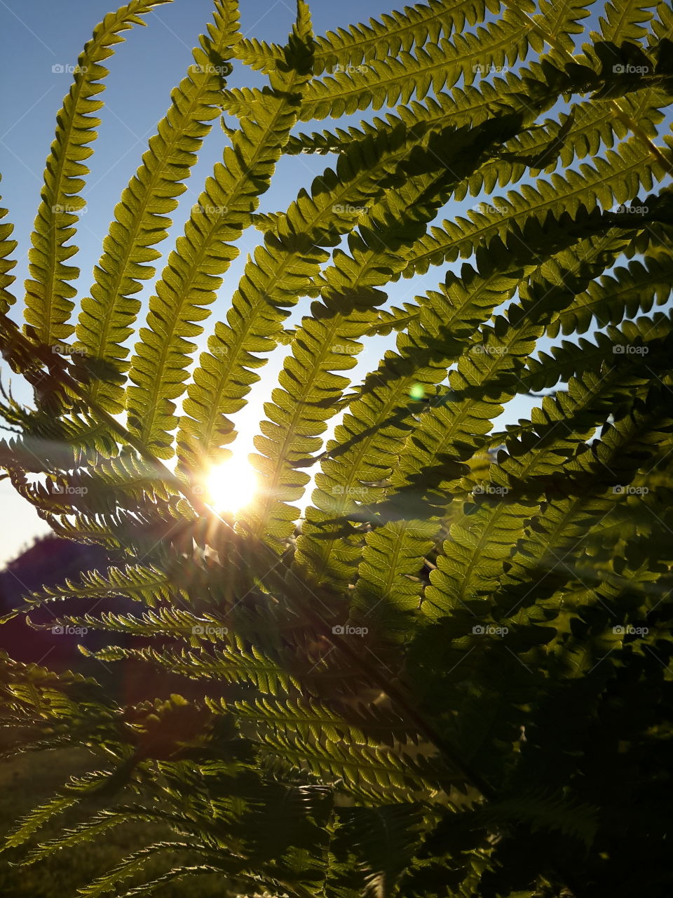 Sunrise through the fern.