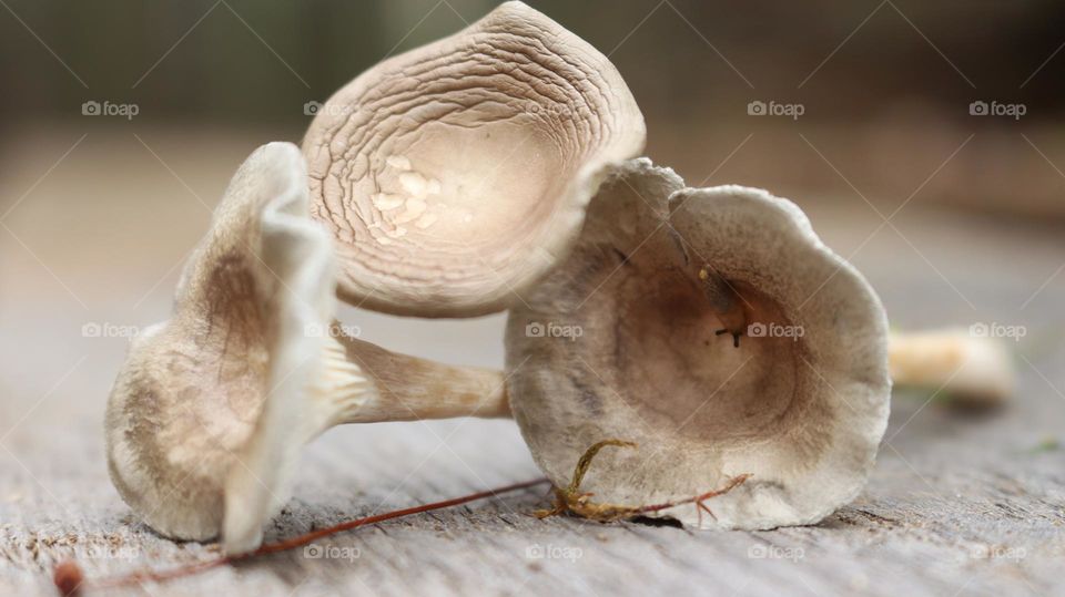 Mystical mushrooms and the creatures that inhabit them. A trio of mushrooms with a small slug.