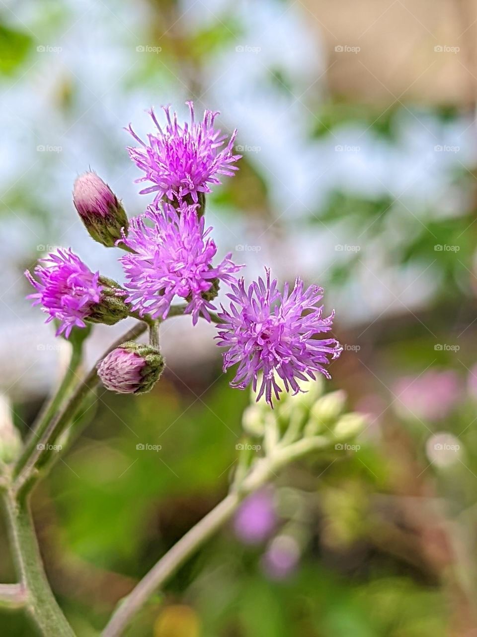 wild flower😁