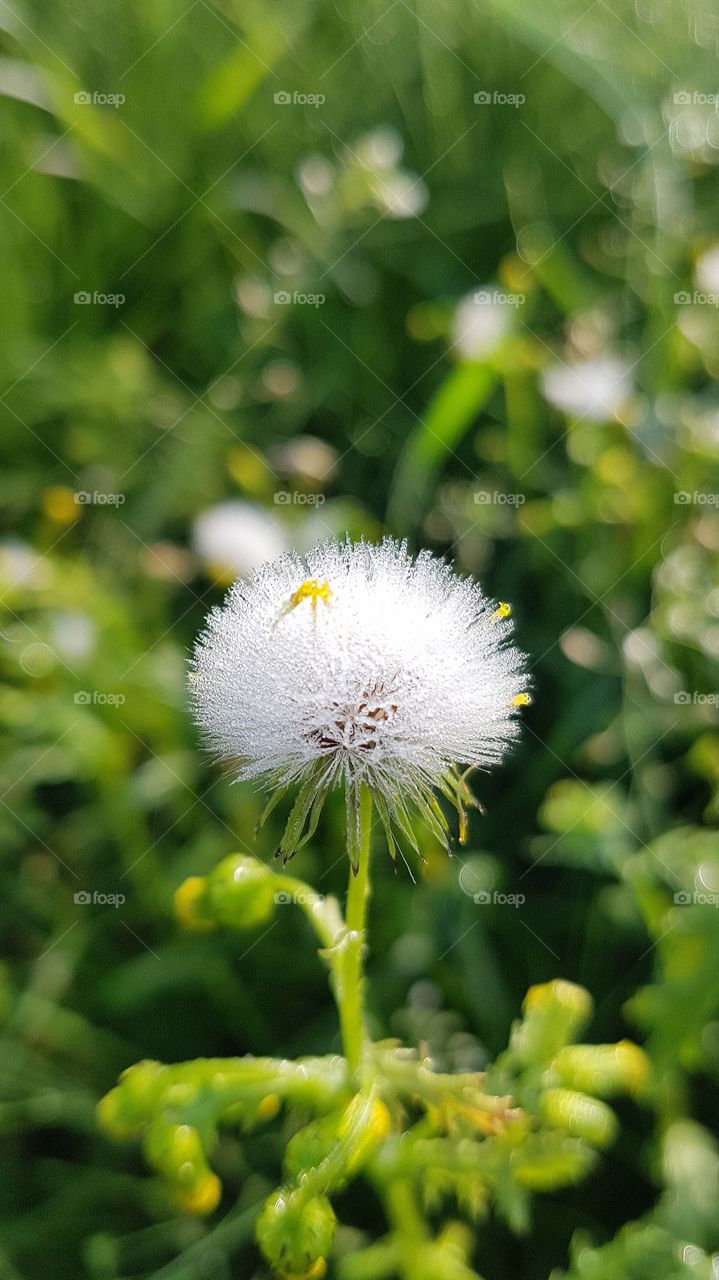 bloomed but beautiful