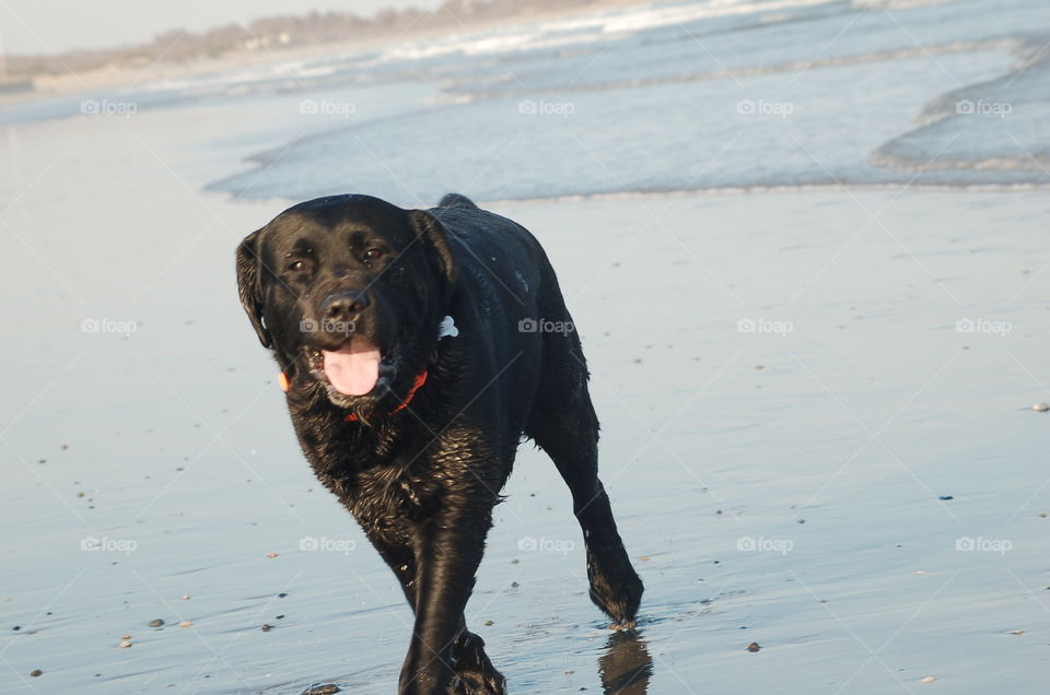 Black dog walking at the beach