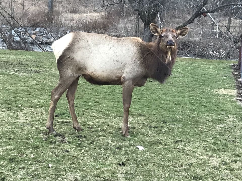 Looking for elk in Elk County, Pennsylvania. 