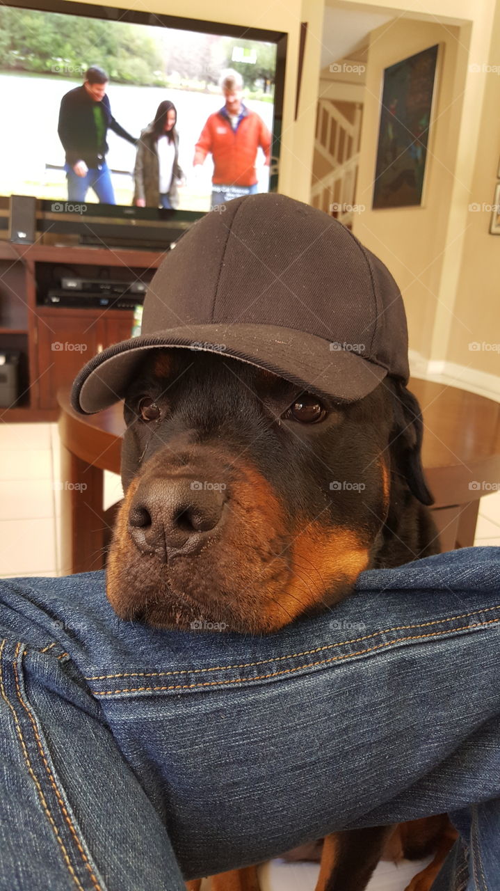 Cute Rottie. Who ever said that Rotties are scary and mean? Dakota is a very caring Rottie who only cares about giving all her love.
