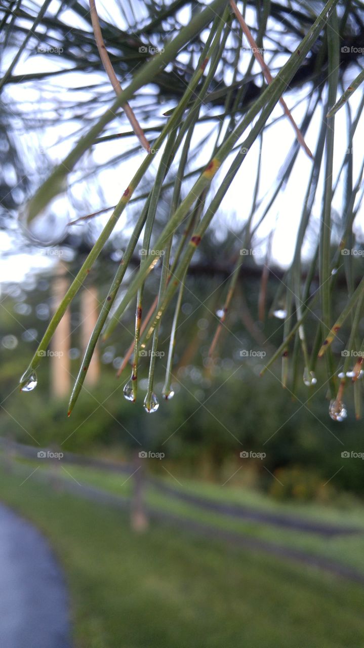 Drops on pine