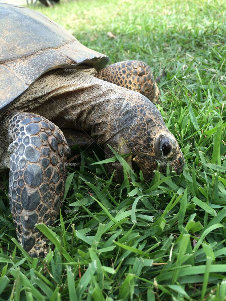 Just a gopher tortoise enjoying his salad
